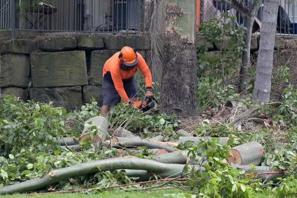 How Our Tree Care Process Works  in  North Bellport, NY